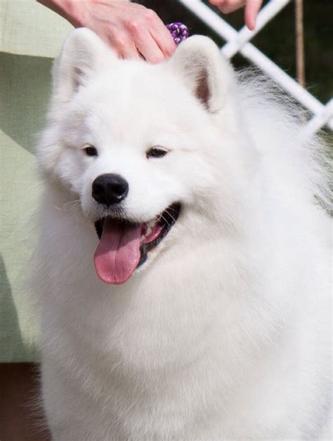 How Much Should You Budget for a White Magic Samoyed?